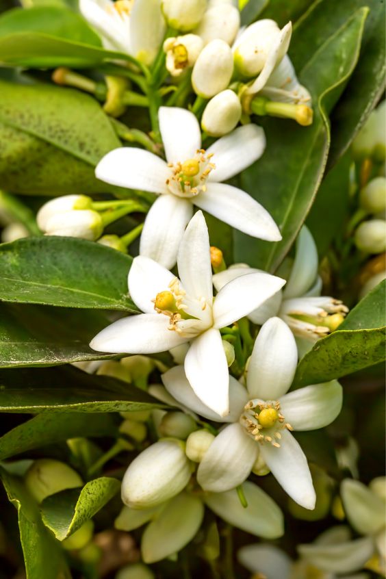 Emu Apple & Neroli Cream Cleanser