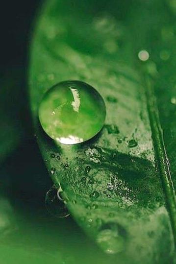 Green Coffee & Sea Buckthorn Eye Serum