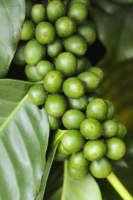 Green Coffee & Sea Buckthorn Eye Serum