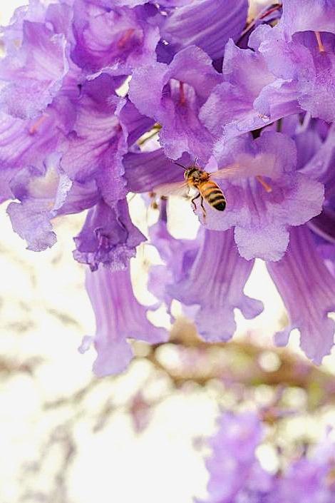 Rose &amp; Jacaranda Serenity Spritz