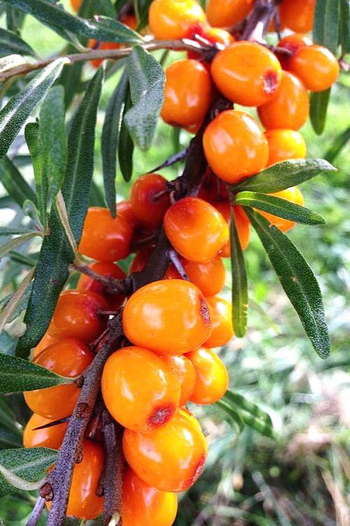 Green Coffee  &amp; Sea Buckthorn Eye Serum